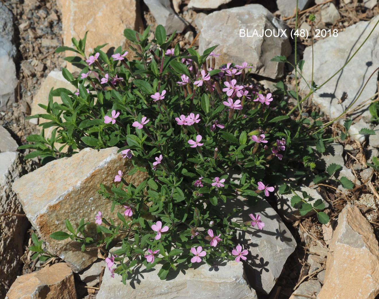 Soapwort, Rock